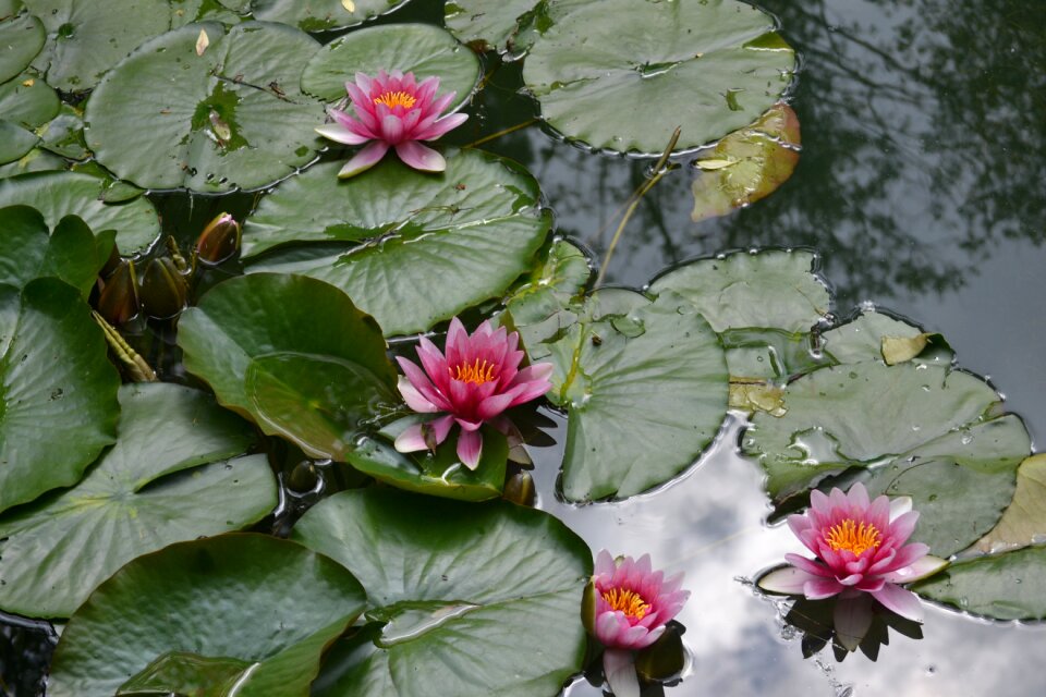 Water petals