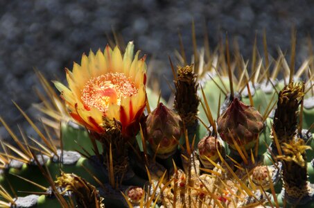 Orange red thorns photo