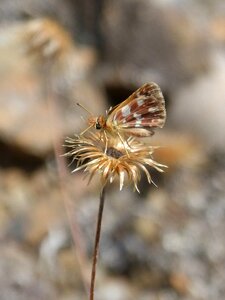 Moth dry flower wild flower photo