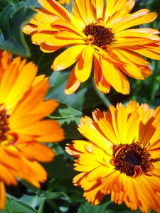 Calendula orange flowers photo