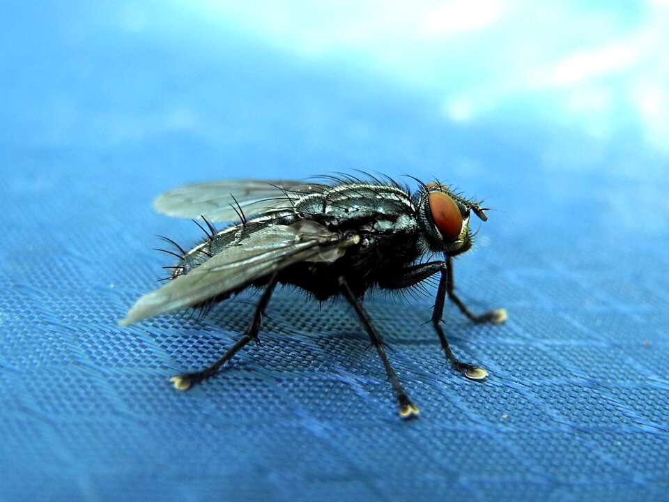 Wings insect macro