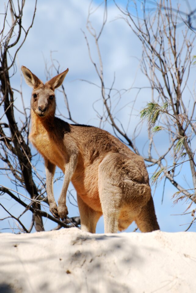 Kangaroo animal australia