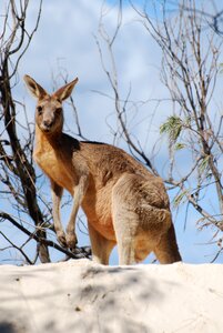 Kangaroo animal australia