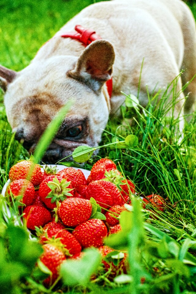 Greens dog berry