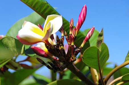 Bud floral exotic photo