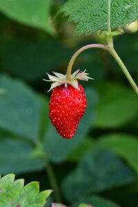 Healthy nature wild berries photo