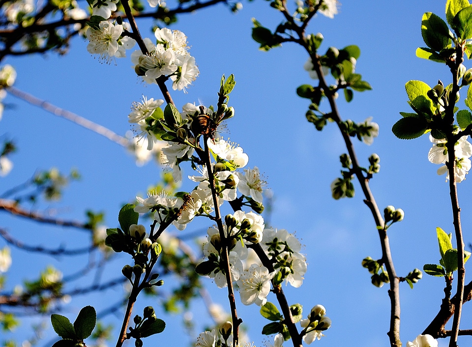 Bloom white kernobstgewaechs
