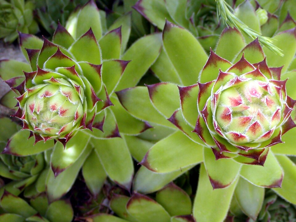 Green cactus pulpy