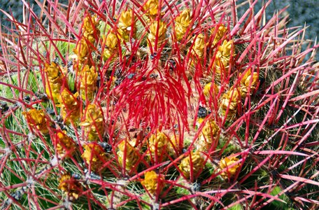 Orange red thorns photo