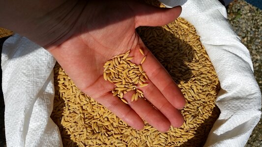 Rice field italy robbio
