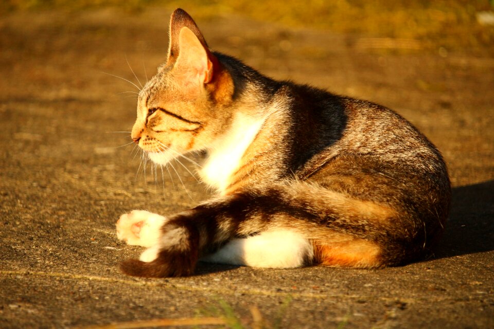 Tiger cat domestic cat mieze
