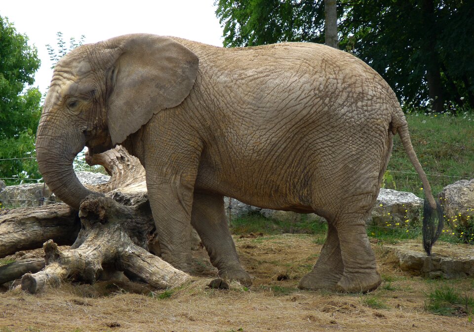 Mammal trunk zoo