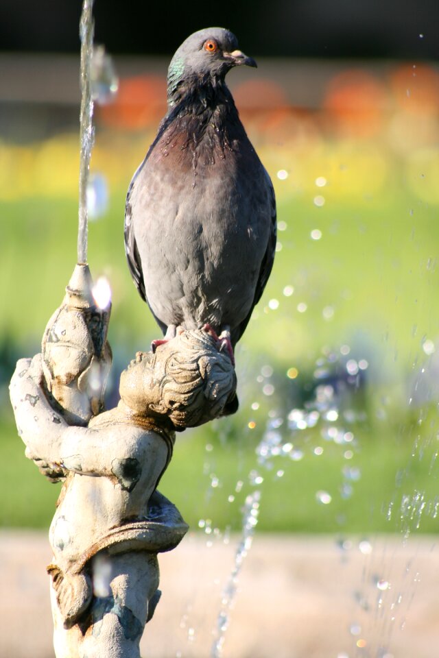 Park bird animal