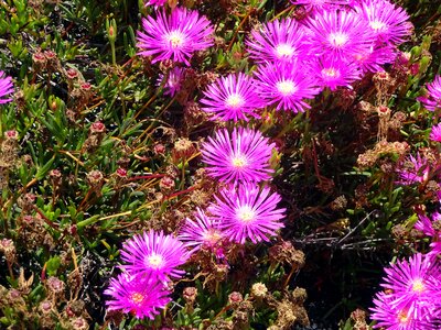Purple flowers summer petals