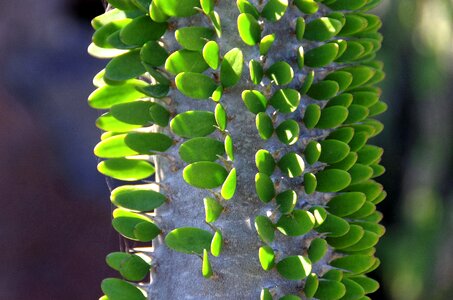 Quills leaves canary