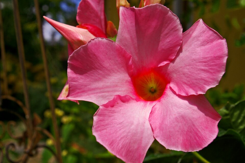 Terrace climber plant summer flowers