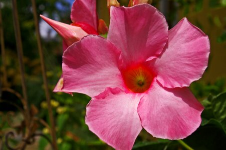 Terrace climber plant summer flowers