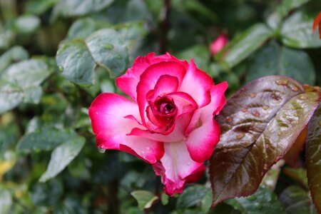 Rain beautiful pink
