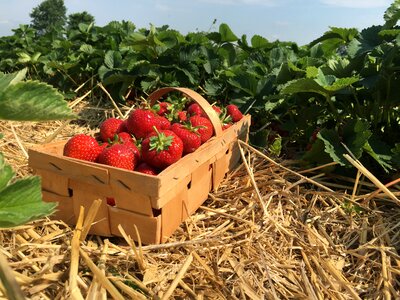 Berries strawberry plant strawberry patch