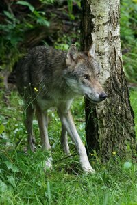 Carnivores mammal european wolf photo