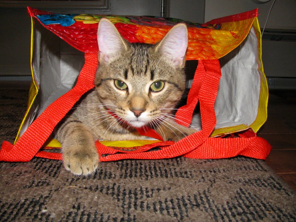 Feline animal domestic
