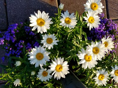 Flowers floral