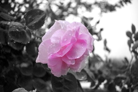 Pink garden roses