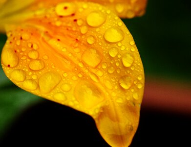 Yellow drip raindrop photo