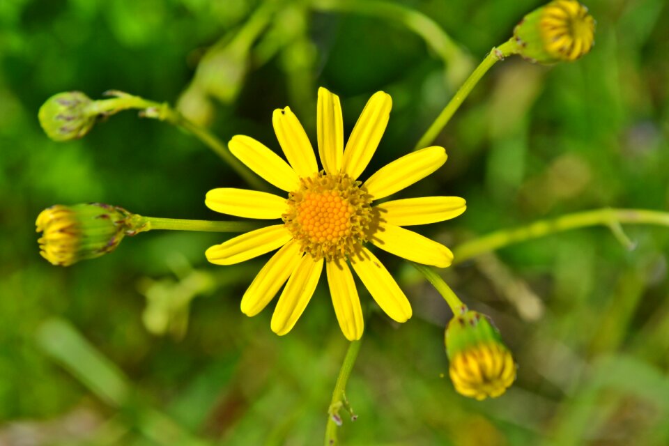 Chamomile yellow camomile nature