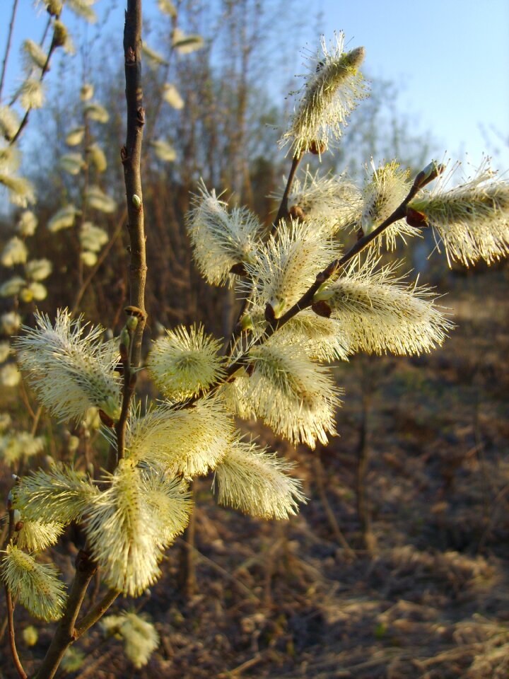 Spring yellow nature