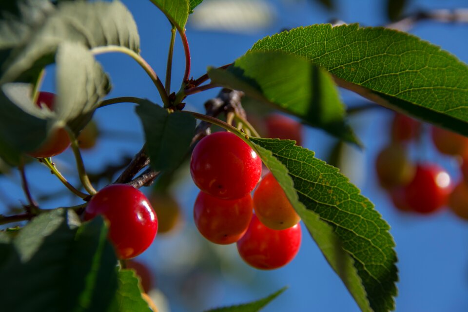 Red agriculture foliage