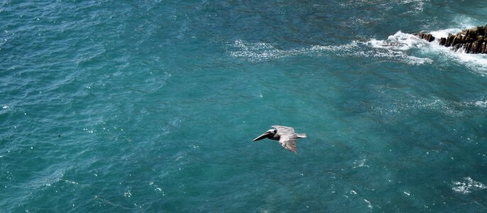 Pacific sea water