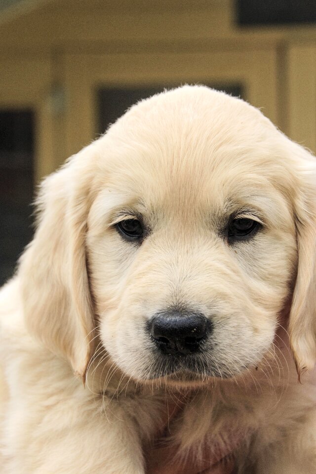 Retriever cute pup