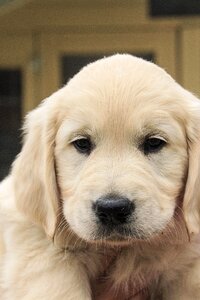 Retriever cute pup photo