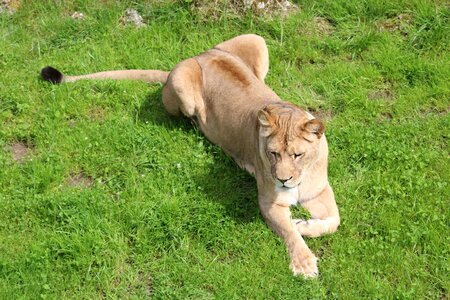 Big cat lion cat