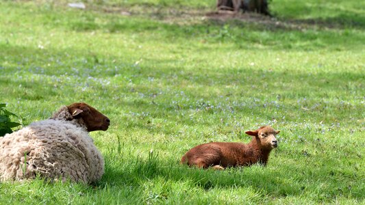 Lambs landscape meadow photo