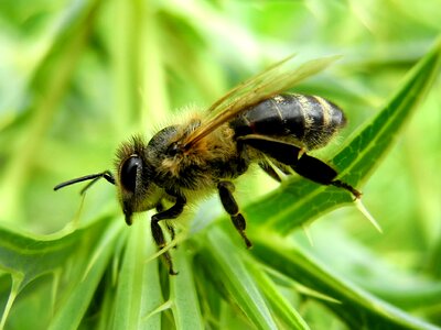 Nature honey bee macro