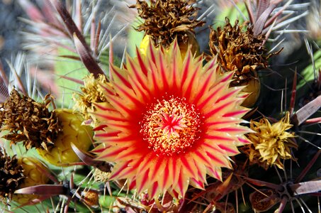 Orange red thorns photo