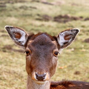 Wintertime meadow animal