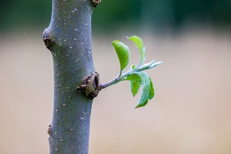 Bark young knothole
