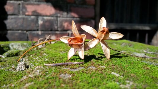 Nature green