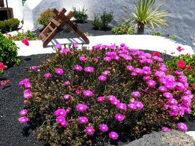 Purple flowers garden massif photo