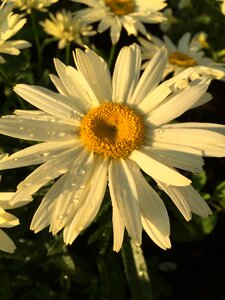 Flower marguerite nature
