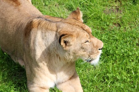 Big cat lion cat