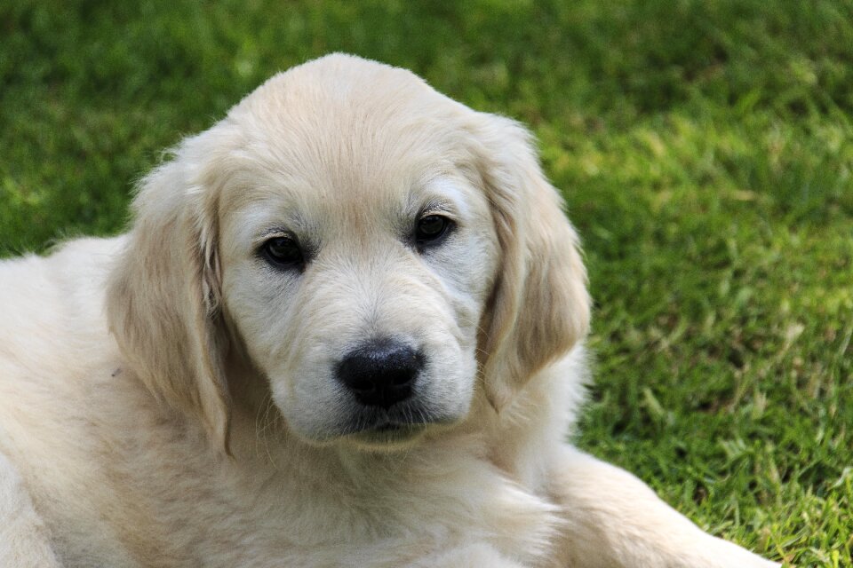 Pet adorable playful