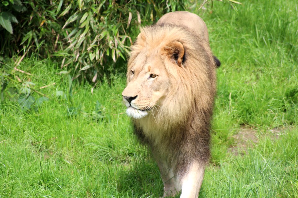 Big cat lion cat