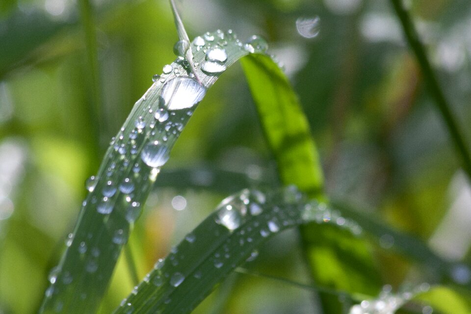 Dewdrop nature close up