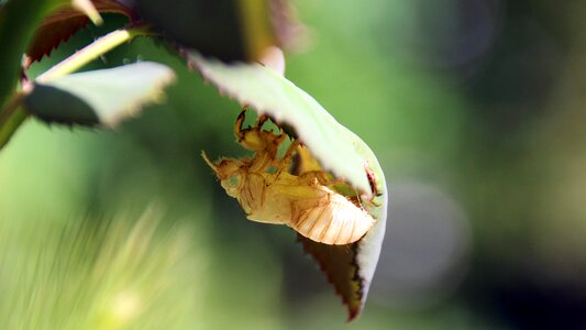 Cicada moulting insect insect skin