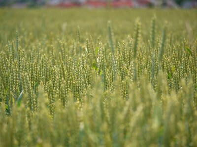 Nutrition field wheat