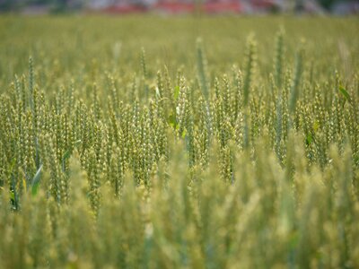 Nutrition field wheat photo